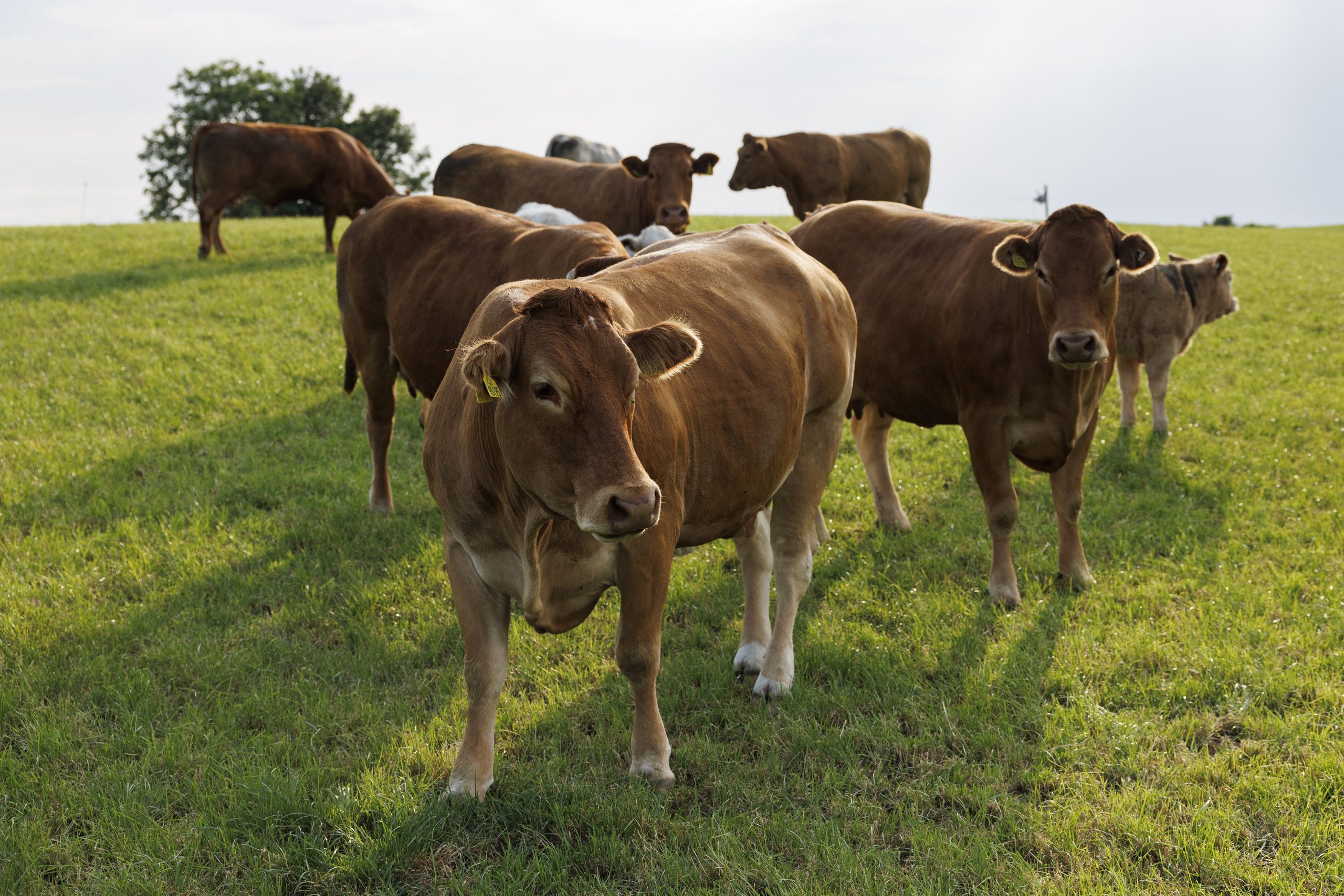 Beef Walk Ballinrobe Mayo